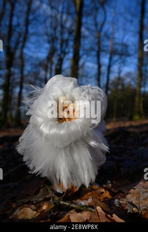 Eishaar auf Holz, Haareis oder Frostbart im Winterwald Stockfoto