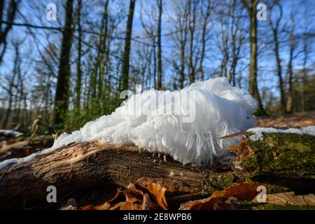 Haareis, Eishaare auf Holz, haariges Eis sehen aus wie weißes Haar, feine Eisstrukturen, strenge filamentöse Eisstrukturen Stockfoto