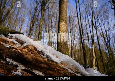 Haareis oder Frostbart im Winterwald, Eishaar auf Holz Stockfoto