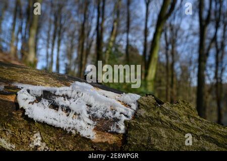 Haareis oder Frostbart im Winterwald, Eishaar auf Holz Stockfoto