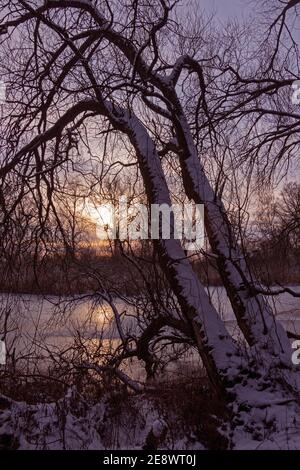 Schneebedeckte Bäume, Sonnenuntergang, Elbtalaue, Schnakenbek, Schleswig-Holstein, Deutschland Stockfoto