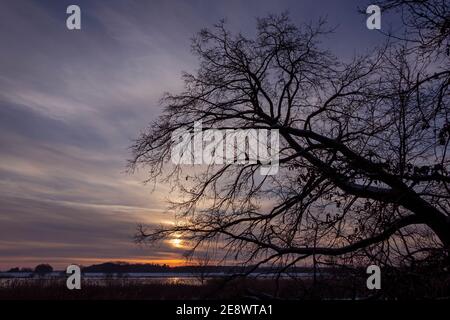 Schneebedeckte Bäume, Sonnenuntergang, Elbtalaue, Schnakenbek, Schleswig-Holstein, Deutschland Stockfoto