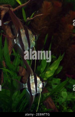 Pterophyllum altum, auch als Altum-Engelfisch, Deep-Engelfisch oder Orinoco-Engelfisch bezeichnet Stockfoto