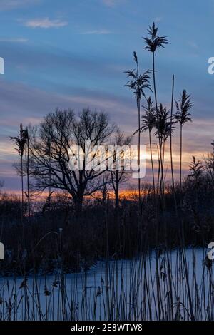 Sonnenuntergang, Elbtalaue, Schnakenbek, Schleswig-Holstein, Deutschland Stockfoto