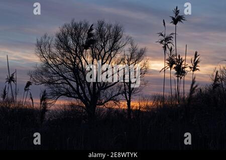 Sonnenuntergang, Elbtalaue, Schnakenbek, Schleswig-Holstein, Deutschland Stockfoto