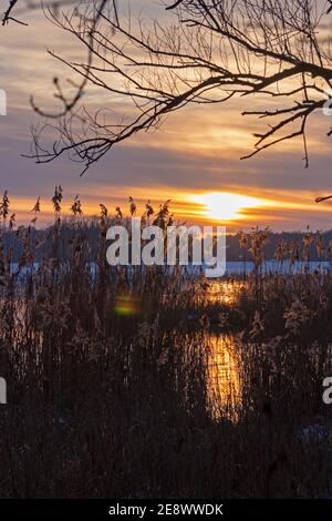 Sonnenuntergang, Elbtalaue, Schnakenbek, Schleswig-Holstein, Deutschland Stockfoto