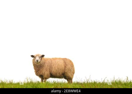 Reife Schafe stehen auf frischem grünen Gras isoliert auf einem Weißer Hintergrund Stockfoto