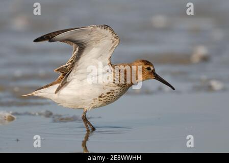 Dunlin ( Calidris alpina ) erstreckt sich seine Flügel in flachen Gewässern des wattenmeeres, Tierwelt, Europa. Stockfoto