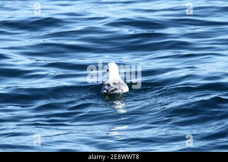 Möwe in der Nordsee Islands Stockfoto