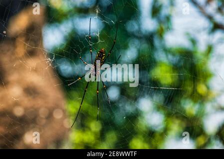 Goldene Seidenrautenweberin, die in ihrem Netz sitzt. Tropische Spinne von sri lanka. . Ventraler Sider Stockfoto