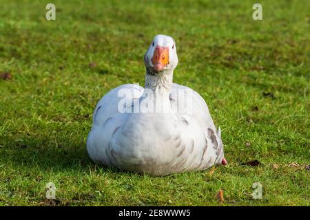 Weiße Bauernhofgans auf dem Boden sitzend. Stockfoto