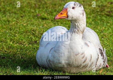 Weiße Bauernhofgans auf dem Boden sitzend. Stockfoto