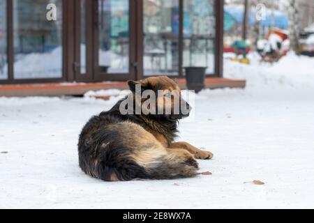 Junge obdachlose streunende Hund liegt auf weißem Schnee in an Unterhaltungs- und Erholungspark Stockfoto