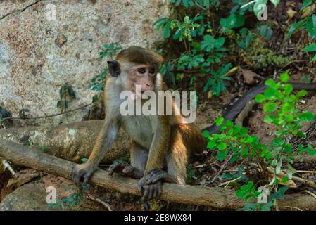 Young Toque Macaque, macaca Sinica, ceylon Affe von Sri Lanka. Sitzen in einem Baum im Regenwald Stockfoto