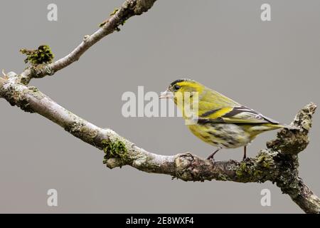 Eurasische Siskin ( Spinus spinus ), männlicher Vogel in Brutkleid, auf einem trockenen Zweig eines Holunderbusches thront, Tierwelt, Europa. Stockfoto