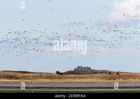 Barnacle Gänse (Branta leucopsis) im Flug, Bamburgh Castle, Northumberland, Großbritannien Stockfoto