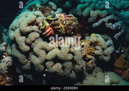 Plerogyra sinuosa, Blasenkoralle, Utopia Beach, Rotes Meer, Ägypten, Rotes Meer, Ägypten Stockfoto