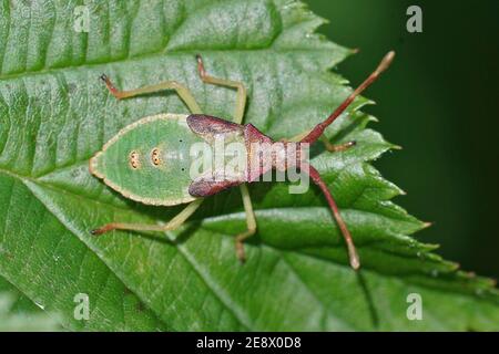 Eine Nymphe der Box Bug , Gonocerus acuteangulatus Stockfoto