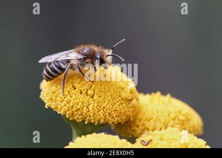 Eine gewöhnliche Gipsbiene, Colletes daviesanus, auf ihrer Wirtspflanze Stockfoto