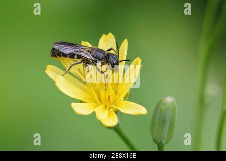 Eine weibliche Großkopf-Harzbiene, Heriades truncorum auf einem gelben Stockfoto