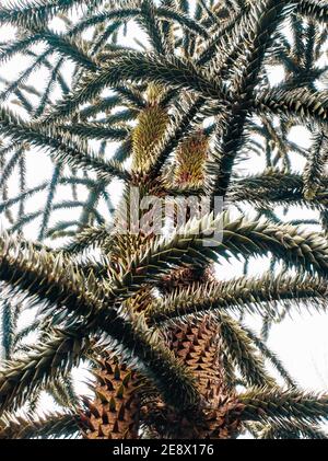 Affe Puzzle Baum, (Araucaria Araucana), auch als chilenische Kiefer, Monkey Tail Tree. Weißer Hintergrund Stockfoto