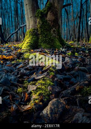 Moos bedeckte Baumwurzeldetails in Stanmer Great Wood, aufgenommen vom Boden Spätherbst Early Winter. Stanmer National Park, Sussex Downs, England, Großbritannien Stockfoto
