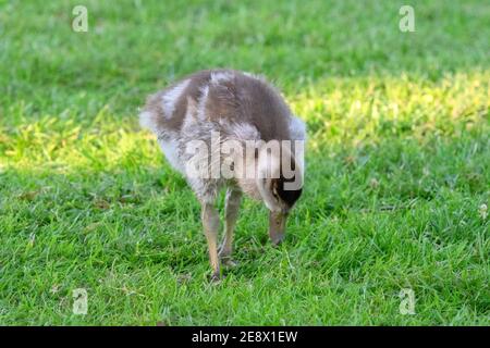 Nahaufnahme EINER jungen ägyptischen Gans, die Gras frisst Amsterdam Niederlande 26-5-2020 Stockfoto