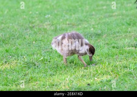 Nahaufnahme EINER jungen ägyptischen Gans, die Gras frisst Amsterdam Niederlande 26-5-2020 Stockfoto