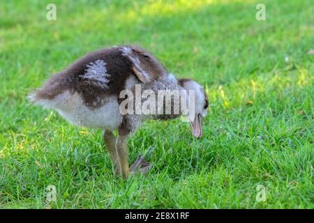 Nahaufnahme EINER jungen ägyptischen Gans, die Gras frisst Amsterdam Niederlande 26-5-2020 Stockfoto