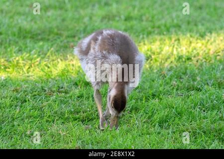 Nahaufnahme EINER jungen ägyptischen Gans, die Gras frisst Amsterdam Niederlande 26-5-2020 Stockfoto