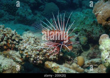 Pterois radiata, Rotfeuerfisch, Utopia Beach, Red Sea, Egypt, Rotes Meer, Ägypten Stockfoto