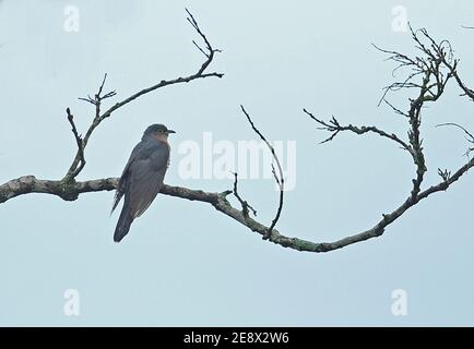 Rot-kicherer Kuckuck (Cuculus solitarius) erwachsener Rüde, der auf dem Zweig Dlinza Forest, Südafrika, thront November Stockfoto