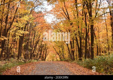 La Route de la Station en automne, Sainte-Apolline, Québec Stockfoto