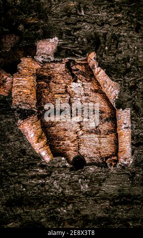 Natürlicher Hintergrund. Alte Rinde auf einem alten dicken Baum mit Platz für Text Stockfoto