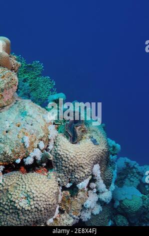 Tridacna maxima, blue maxima clam, Gemeine Riesenmuschel, Grabeende Riesenmuschel, Utopia Beach, Red Sea, Egypt, Rotes Meer, Ägypten Stockfoto