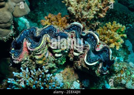 Tridacna maxima, blue maxima clam, Gemeine Riesenmuschel, Grabeende Riesenmuschel, Utopia Beach, Red Sea, Egypt, Rotes Meer, Ägypten Stockfoto