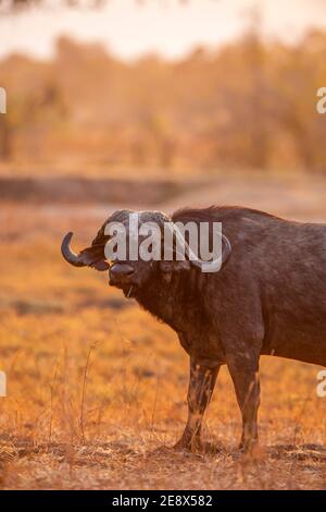 Ein einmännischer Bulle Cape Buffalo Syncerus Kaffer gesehen im Mana Pools National Park in Simbabwe. Stockfoto