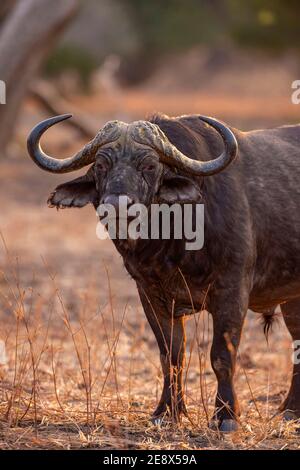 Ein einmännischer Bulle Cape Buffalo Syncerus Kaffer gesehen im Mana Pools National Park in Simbabwe. Stockfoto