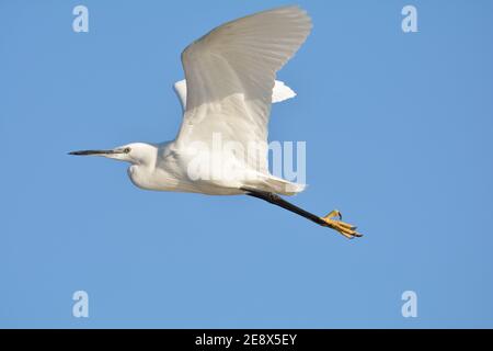 Kleiner Reiher im Flug über den See Stockfoto