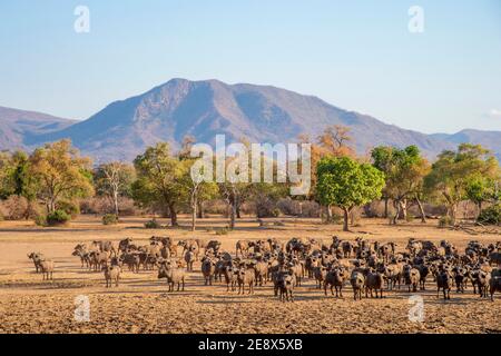 Eine große Herde von Cape Buffalo sind im Mana Pools Nationalpark in Simbabwe zu sehen. Stockfoto