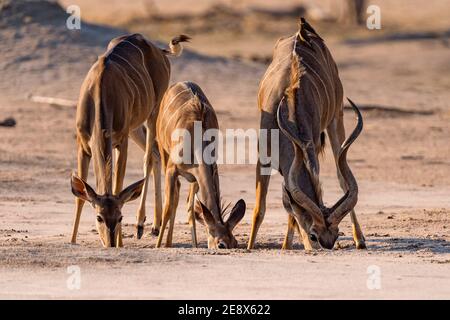 Eine kleine Herde von Großküdu, Tragelaphus strepsiceros, gesehen im Hwange-Nationalpark Simbabwes. Stockfoto