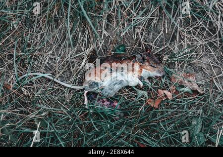 Feld Maus tot, Leiche auf der Straße im Gras zerkleinert Stockfoto