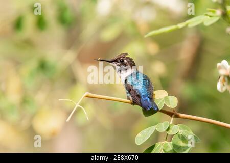 Bienen-Kolibri, Mellisuga helenae, der kleinste Vogel der Welt, männlicher, wilder, männlicher Mann auf Grasstock, Zapata, Kuba Stockfoto