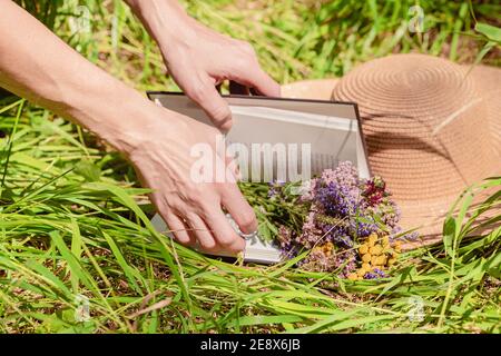 Anmutige weibliche Hände, ein Buch, ein Strohhut und ein Strauß Waldblumen auf dem grünen Gras. Stillleben im Sommer. Helle Sommersonne Stockfoto