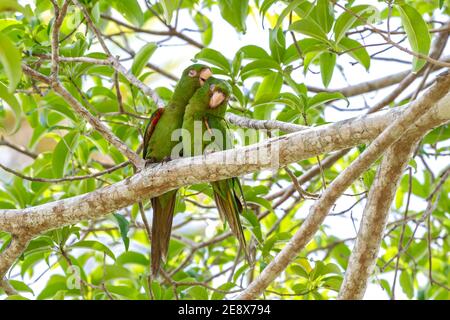 Kubanischer Sittich, Psittacara euops, Paar Vögel im Balz Verhalten im Baum, Najasa, Kuba, 31. März 2010 Stockfoto