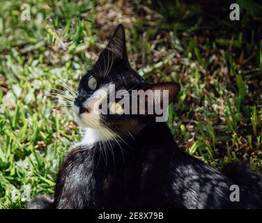 Schwarz und Weiß Baby Katze starrt Stockfoto