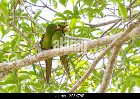 Kubanischer Sittich, Psittacara euops, Paar Vögel im Balz Verhalten im Baum, Najasa, Kuba, 31. März 2010 Stockfoto