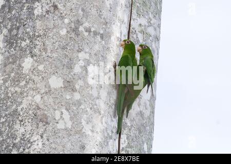 Kubanischer Sittich, Psittacara euops, Vogelpaar am Nestloch im Baum, Najasa, Kuba, 31. März 2010 Stockfoto