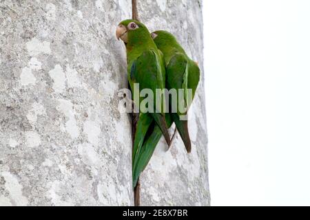 Kubanischer Sittich, Psittacara euops, Vogelpaar am Nestloch im Baum, Najasa, Kuba, 31. März 2010 Stockfoto