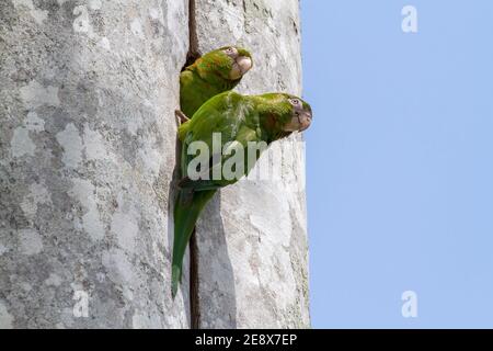 Kubanischer Sittich, Psittacara euops, Vogelpaar am Nestloch im Baum, Najasa, Kuba, 31. März 2010 Stockfoto